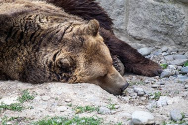 A closeup of the sleeping brown bear. Ursus arctos.