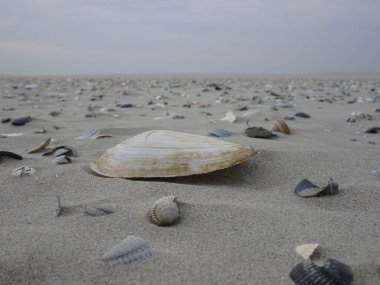 A scenic view of seashells on beach sand in cloudy sky background