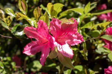 Augusta, Ga USA - 04 01 21: Single Red flower in the spring in Georgia