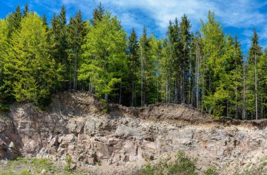 A forest on the edge of a precipice, nature, wild