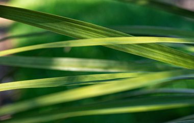 Fresh green blades of grass on a blurry background
