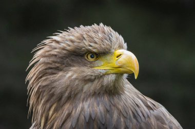 A close-up shot of a White-tailed eagle head on a blurred background