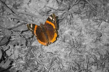 A macro shot of a red admiral butterfly (Vanessa atalanta) on the grass in grayscale
