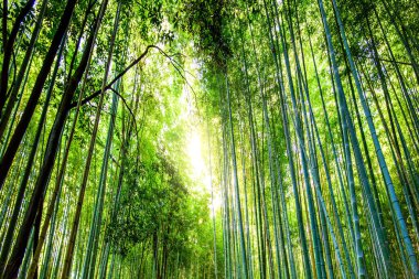 A forest of bamboo trees at sunlight