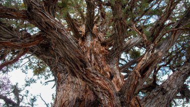 A low angle shot of a Coast redwood tree with many branches under a blue sky in John Muir Trail, California