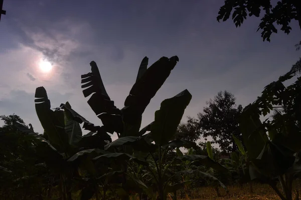 バナナの木を背景に緑のフィールドの選択的フォーカスとシルエットとプランテーションの美しい夕日 — ストック写真