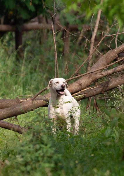 Vertical Shot Cute White Stray Dog Nature — Stock Photo, Image