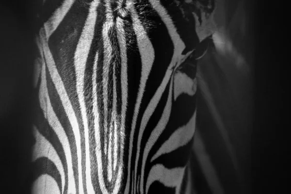 Zebra Head Focus Stripes — Stockfoto