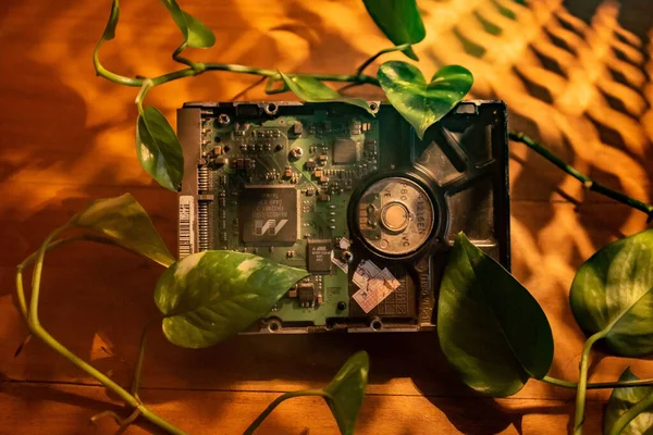 Close Old Computer Hard Disk Green Plant Leaves Wooden Floor — Stock fotografie