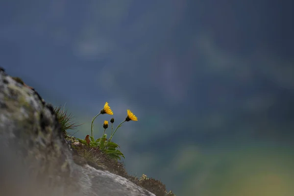 Selective Focus Shot Dandelions Growing Side Rock — Foto Stock