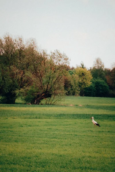 Stork Hunting Food Green Meadow Forest — Foto Stock