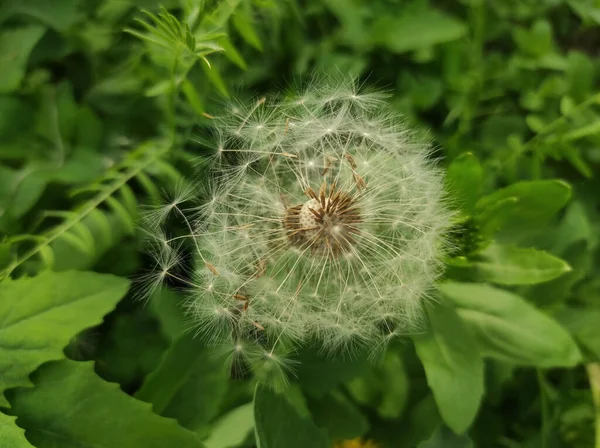 Closeup Shot Dandelion Growing Garden — Photo