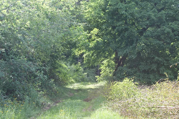 森林中的一条路 有绿色的豆子和树木 — 图库照片
