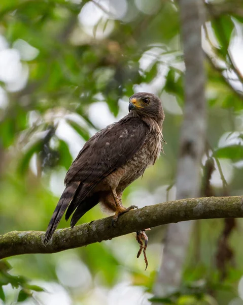 Vertical Shot Roadside Hawk Perched Branch —  Fotos de Stock