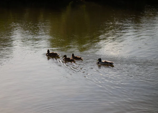 A family of ducks goes on a family outing in a duck pond