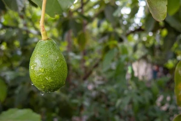 Palta Growing Avocado Green Tree Nature —  Fotos de Stock