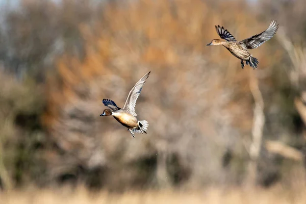 Pintail Del Norte Volando Con Las Alas Abiertas Bandada — Foto de Stock