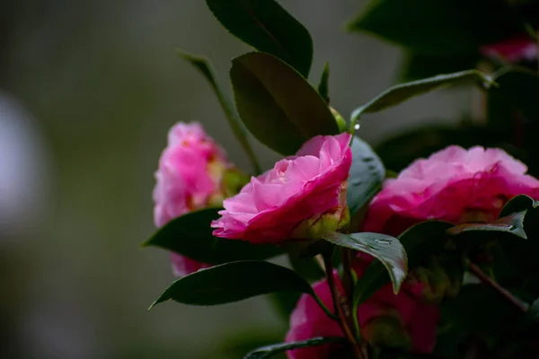Closeup Shot Blooming Camellias Garden — Stock fotografie