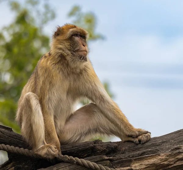 Cute Long Tailed Macaque Resting Tree Branch Zoo — Stock Photo, Image