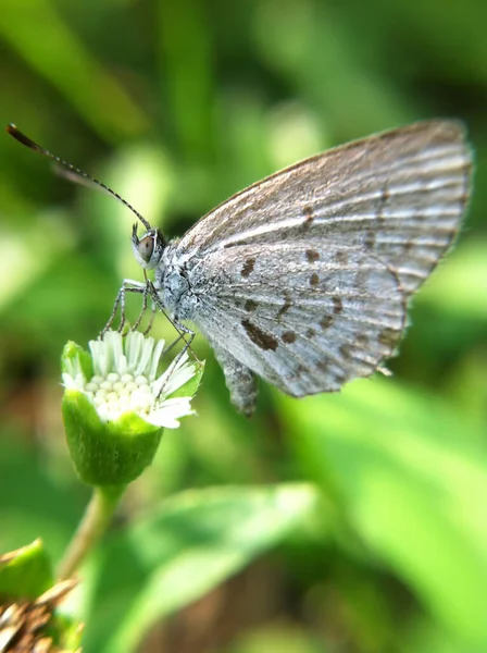 Selective Focus Shot Butterfly Perched Flower —  Fotos de Stock