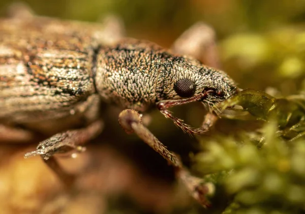 Weevil Family Curculionidae Also Called Snout Beetle South Eastern Forest — Stock Photo, Image