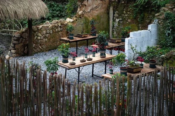 Empty Bonsai Workshop Trees Displayed Wooden Tables — Zdjęcie stockowe