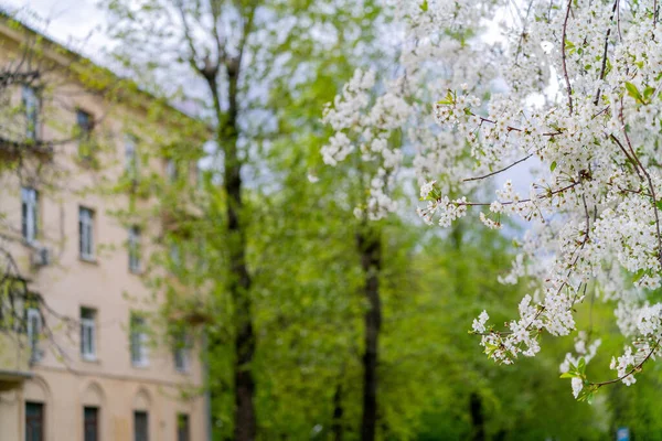 Wiosenne Kwiaty Wiśni Parku — Zdjęcie stockowe