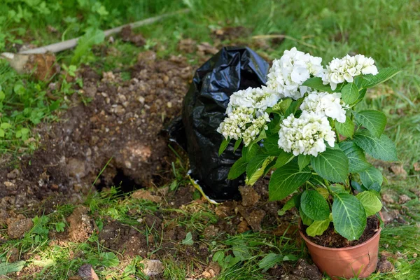 Крупный План Hydrangea Цветы Готовы Посажены Саду — стоковое фото