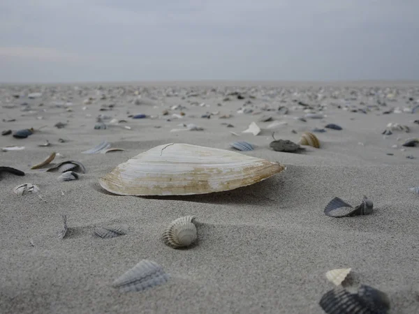 A scenic view of seashells on beach sand in cloudy sky background
