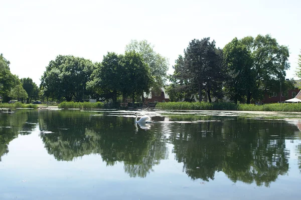 Water Swan Lake Reflection Sun Trees Playground — Stock Photo, Image