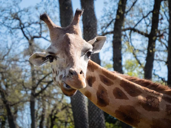 Closeup Shot Giraffe Peaugres Zoo France — Stock Photo, Image