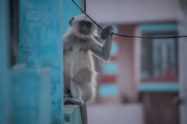 Gros Plan Singe Gris Assis Sur Rebord Fenêtre Tenant Corde — Photo