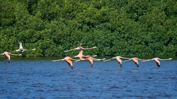 Beautiful Closeup Group Flying Flamingos Lake Forest Background — Stock Photo, Image