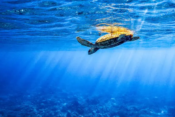 Beautiful Shot Cute Turtle Swimming Underwater Reflection Surface — Stock fotografie