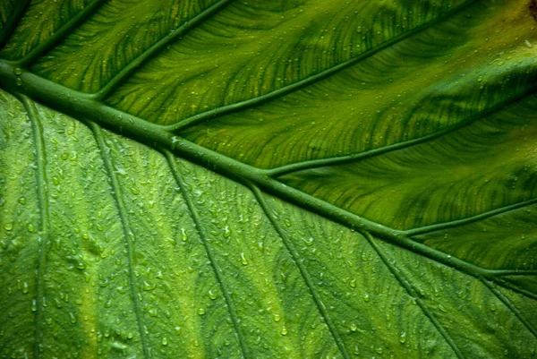 Κοντινό Πλάνο Του Μεγάλου Πράσινου Φύλλου Τροπικό Φυτό Flora — Φωτογραφία Αρχείου