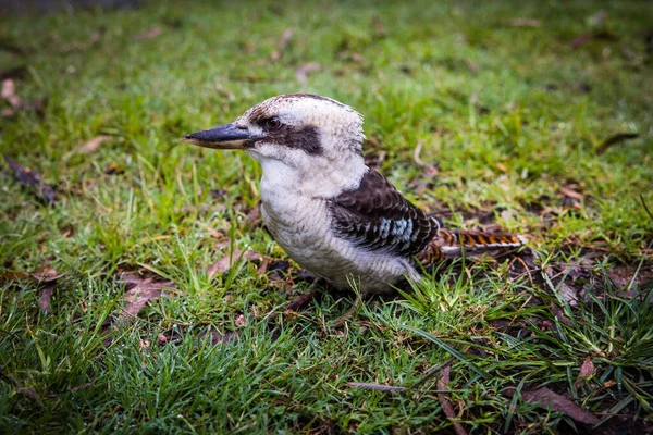 Australiensisk Kookaburra Poserar Och Leker Gräs Busken — Stockfoto
