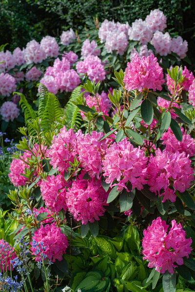 A closeup shot of pink Rhododendron flowers in a garden