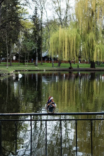 Ducks Park Lake — Stockfoto