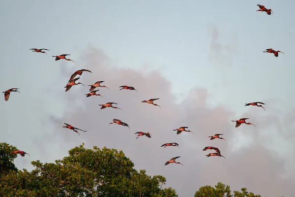 Flock Vackra Scharlakansröda Ibises Eudocimus Ruber Molnig Himmel — Stockfoto