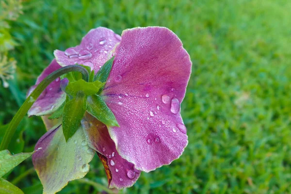 Closeup Shot Blooming Flower Water Droplets — Fotografia de Stock