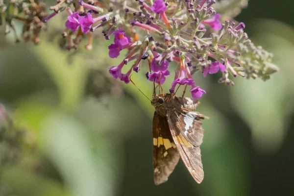 Closeup Shot Sphinx Moths Purple Flower — Stock Photo, Image