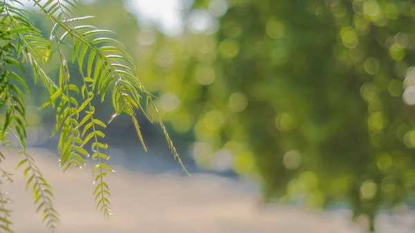 Soft Focus Fern Leaves Blurry Bokeh Green Background — Stockfoto