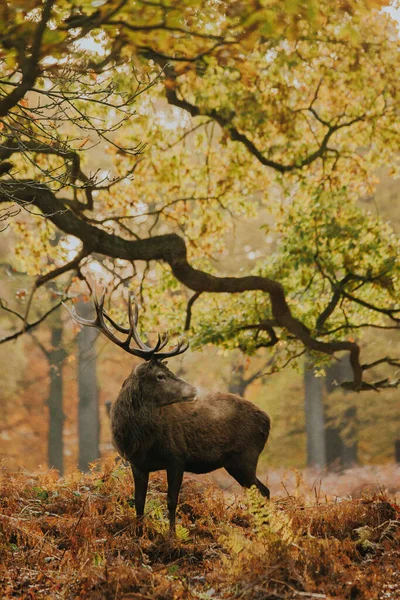 Red Deer Stag Golden Forest Autumn — Stockfoto