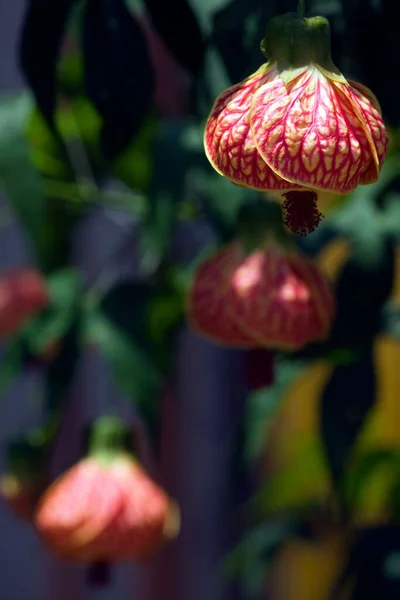 春または夏の日に赤い頭を持つカリアンザダーウィニ植物の垂直ショット — ストック写真