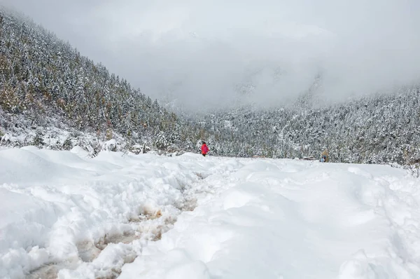 Landscape Field Fir Tree Forest Covered Snow Cloudy Day — Stok fotoğraf