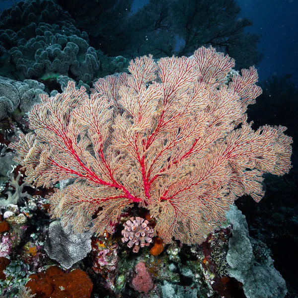 Closeup Shot White Red Natural Reefs Underwater Other Colorful Small — Stock fotografie