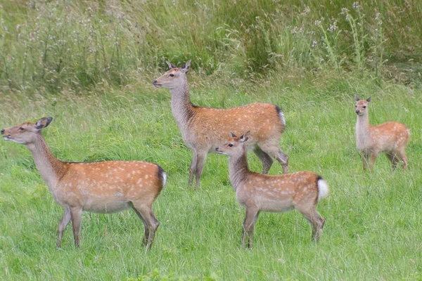 Family Deer Glendalough Ireland — 스톡 사진