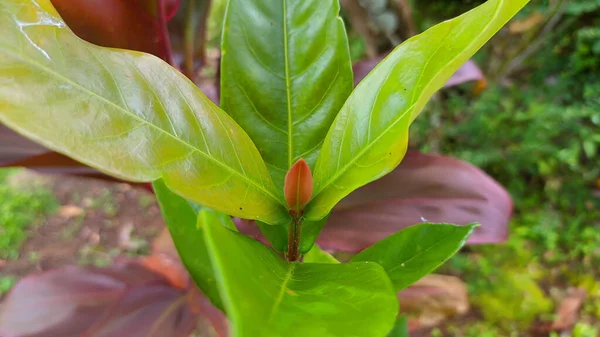 Closeup Green Endiandra Plant Leaves Blurred Background — Foto Stock