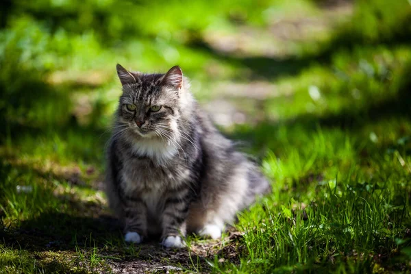 Portrait Gros Plan Joli Chat Forestier Norvégien Assis Dans Jardin — Photo