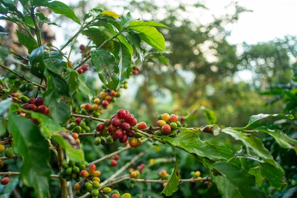 Closeup Shot Growing Coffee Beans Isolated Green Nature Background — Fotografia de Stock